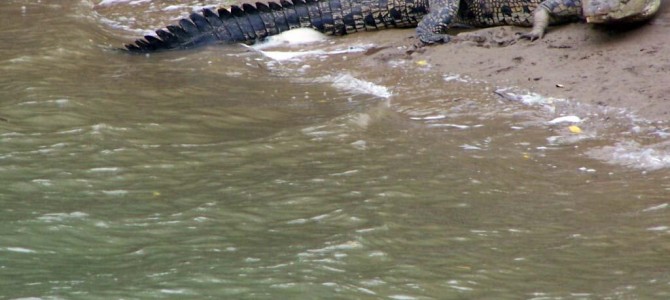Bhitarkanika inches away from getting coveted UNESCO World Heritage Sites Tag