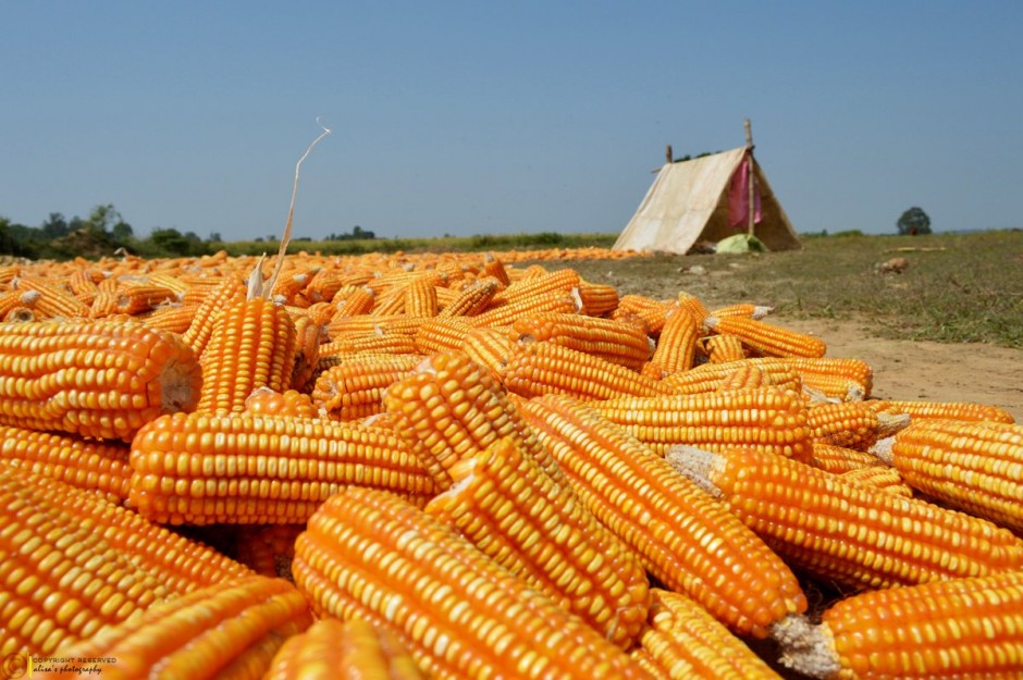 Vijaynagar Biotech Pvt Ltd to set up a 50K tonnes maize processing