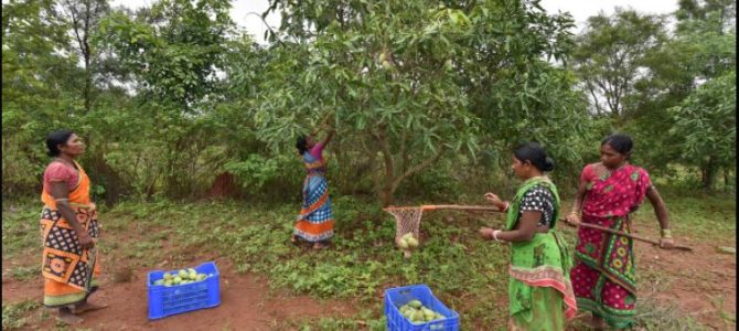 How the incomes of Odisha’s women mango cultivators increased four times in less than a year