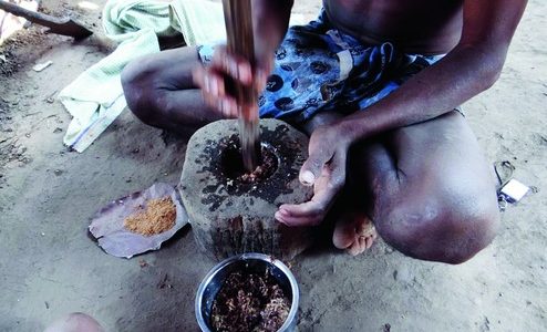 Did you know why Tribals in Koraput Odisha prefer to eat Red Ants and their eggs?