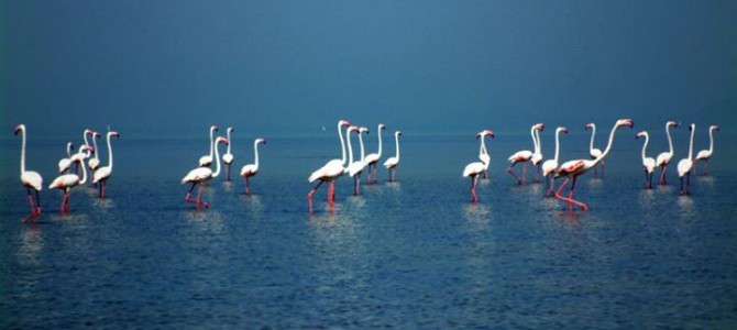 ISRO and NASA to carry out India’s first hyperspectral study in Chilika Lake Odisha