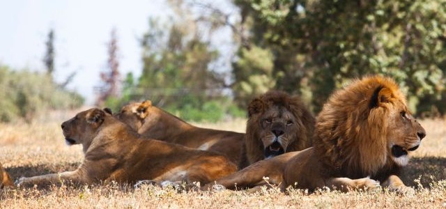 Four Lions and Zebra added to Nandankanan Zoo from Tel Aviv Israel