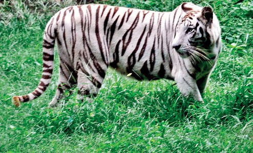 Nandankanan Set to Be First Zoo in India to Embrace Volunteers