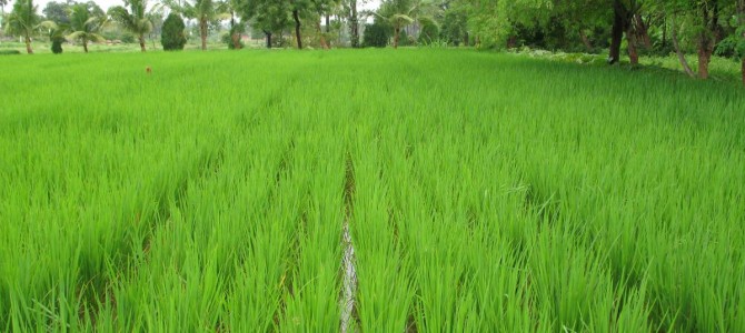 US Naval Research Laboratory says Odisha Rice has no toxicity Which WestBengal or China Rice have