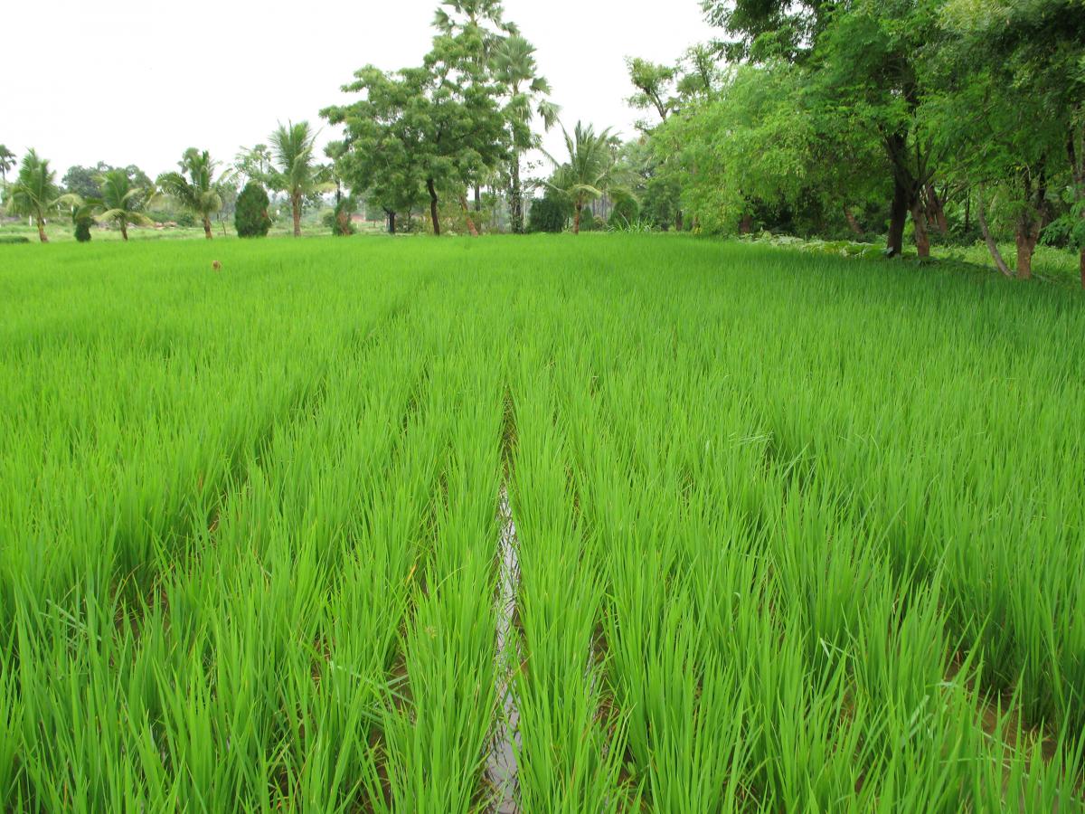 rice field india