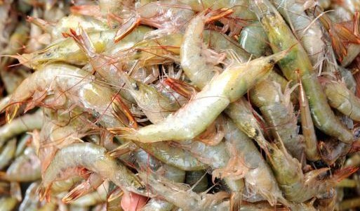 Odisha Govt to open 7 Chilika fresh outlet in Bhubaneswar for fresh seafood