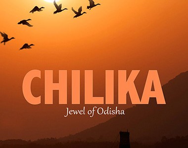 Birds throng Chilika as winter arrives, visited this season yet?
