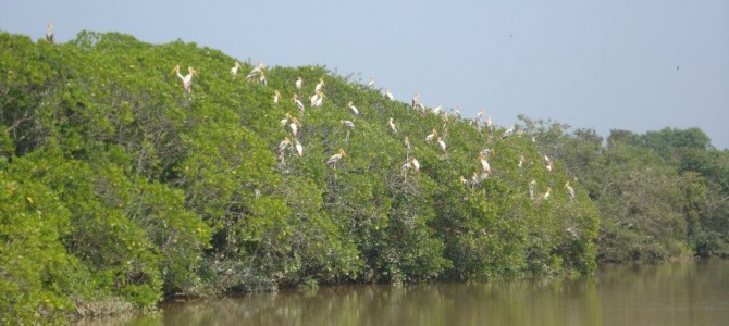 14 islands in Bhitarkanika National Park to get a makeover for Tourists
