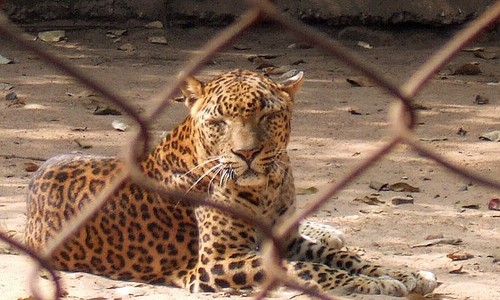 Nandankanan in Bhubaneswar now has India’s largest open top leopard enclosure