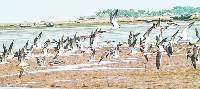 Odisha starts process to apply World Heritage Tag for Bhitarkanika National Park