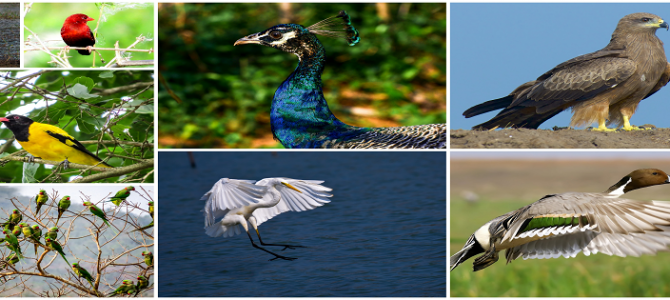 Birds of Odisha – Photo Exhibition in Delhi