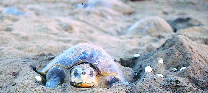 Around 70k Olive Ridley Sea Turtles arrives in Gahirmatha beach Odisha