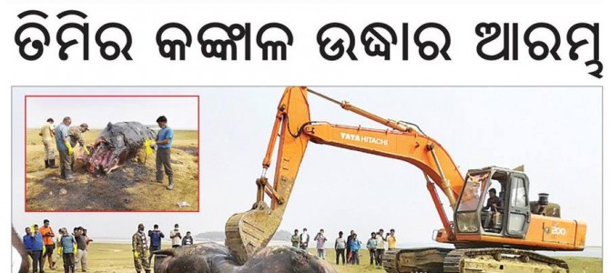 Whale Skeleton found in Astarang Beach to be open to public today