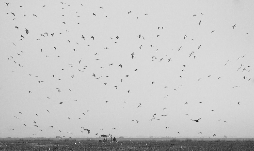 Boat and birds at Mangalajodi bhubaneswar buzz