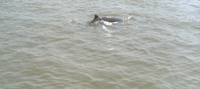 Bhitarkanika has more Dolphins in Odisha than Chilika Lake