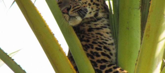 Leopard Climbs atop of Palm tree in Balasore Odisha