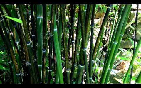 Heard about Bhubaneswar Bamboo Garden yet? One of the best in country