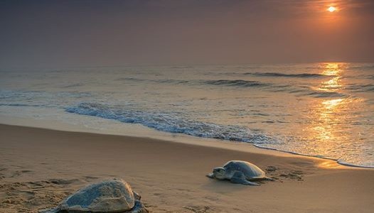 Finally Thousands of Olive Ridley Turtels arrive at Odisha Coast for Nesting this year