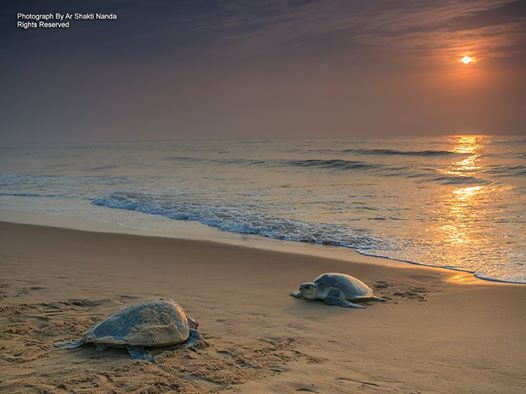 olive ridley ar shakti nanda bhubaneswar buzz