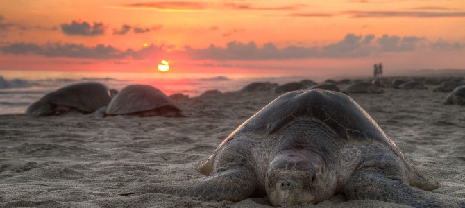 Olive Ridley Turtle hatchlings webcast to be avalilable online too