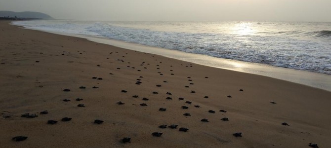 Video of Newly Hatched Olive Ridley Turtle at Odisha Coastline  – a treat to watch