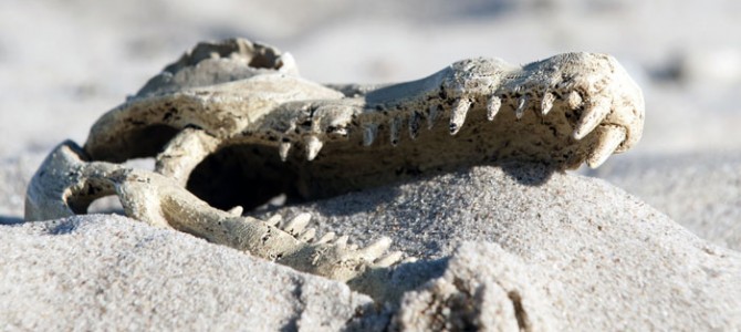 Giant Crocodile Remains from Bhitarkanika to be preserved in Odisha