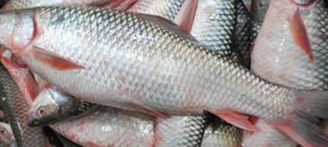 World fish to help Odisha double fish production in 5 years