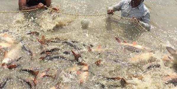 To double Fish Production Odisha opens brackish water acquaculture to big firms