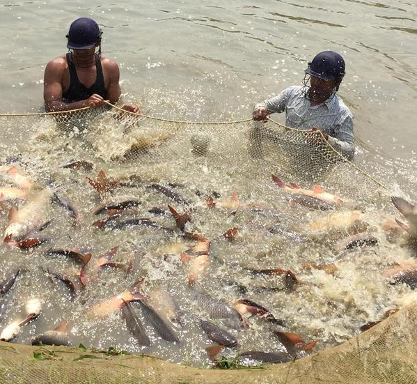 CIFA bhubaneswar rohu fishing