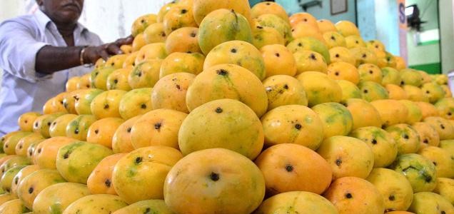Odisha exports Mangoes to many North India cities because of bumper harvest this season