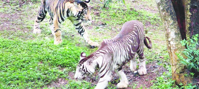 First Zoo in India to have rare melanistic or black tiger Nandankanan starts showing them