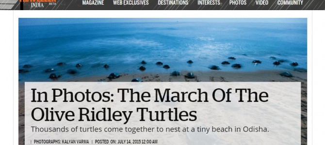 National Geographic Features Odisha Olive Ridley Turtles
