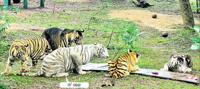 Tiger Family with new kids celebrating first year in Nandankanan zoon in the city