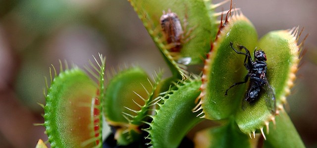 Nandankanan all set to become first in India to have Carnivorous Plants this october