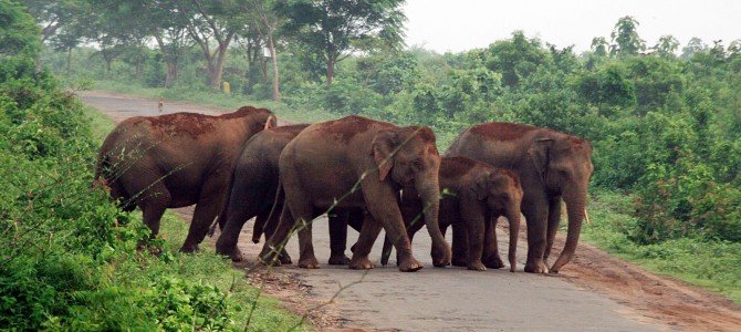 Tourists visiting Chandaka Wildlife Sanctuary to be provided Open top Jeeps