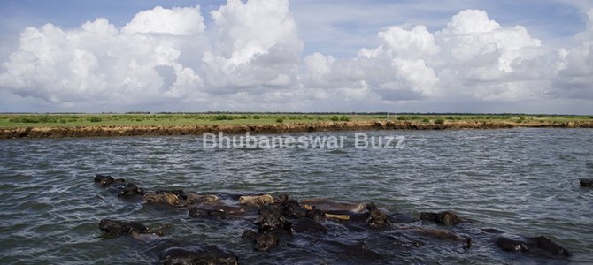 Extraordinary sight of buffaloes swimming across Devi River for fresh pastures