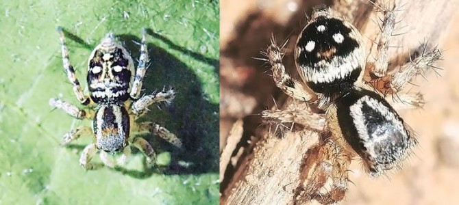 New Species of Spider discovered named after Lord Jagannath