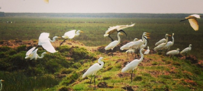 Magical Mangalajodi in Odisha : Where people protect the birds, a blog by Somnath Verma