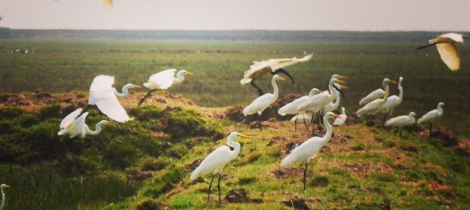 Magical Mangalajodi in Odisha : Where people protect the birds, a blog by Somnath Verma Magical Mangalajodi in Odisha : Where people protect the birds, a blog by Somnath Verma