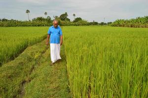 natwar sarangi bhubaneswar buzz organic rice farming