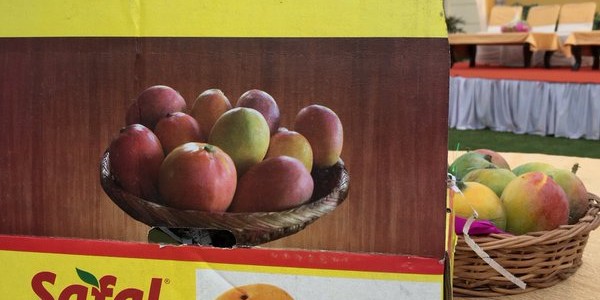 Nice to see Odisha Mangoes to get a platform for marketing in Delhi by Safal