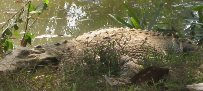 India’s only Whitish Crocodile in Bhitarkanika named Gori has laid eggs this season