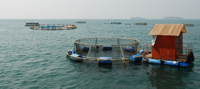 CMFRI  introduced in Puri cage fish farming- the first of its kind in Odisha
