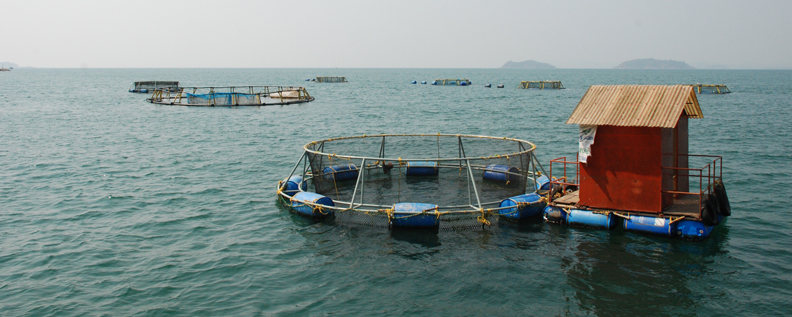 sea cage farmin odisha