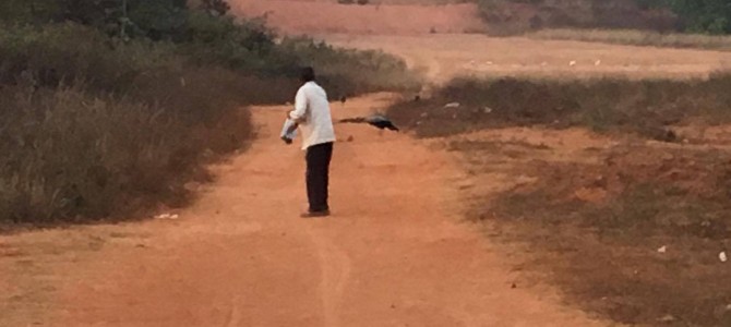 Amazing to see 79 year old Home Guard trying to feed almost 60 peacocks daily