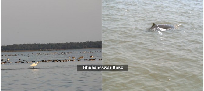 Nice to see Rare Irrawaddy dolphins find a second home in Bhitarkanika Odisha after Chilika