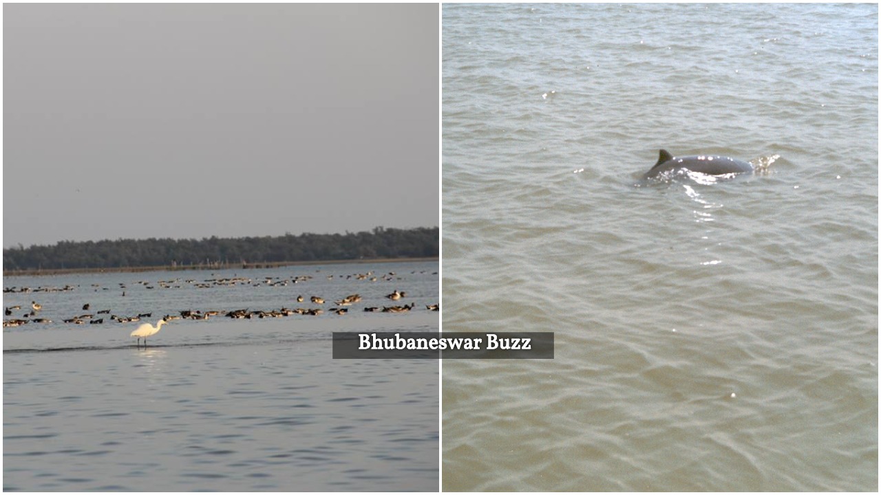 Satpada dolphins bhubaneswar buzz odisha