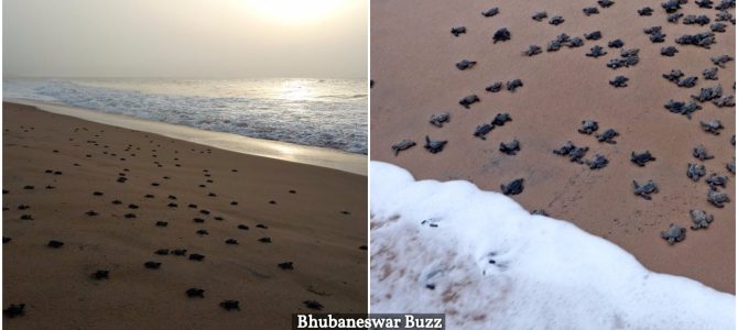 More than 200,000 baby Olive Ridley Turtles have emerged along Odisha’s coast