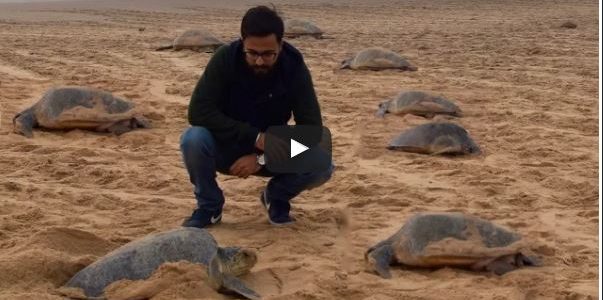 A beautiful video on his experience of Olive Ridley Turtles of Odisha – Arribada at Rushikulya