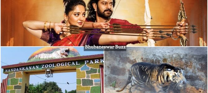 Nandankanan zoo will remember the name Baahubali for quite some time : A tiger cub has been named the same